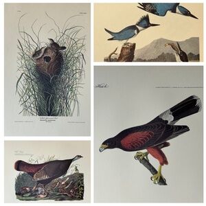 4 Audubon Bird Prints
